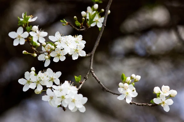 Fruit tree in blossom — Stock Photo, Image