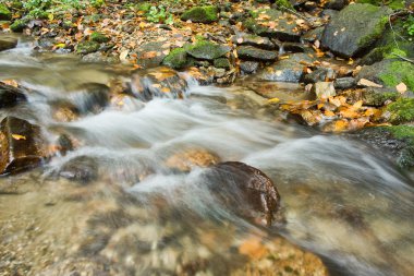 Orman dağda sonbahar creek
