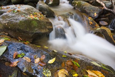 Orman dağda sonbahar creek