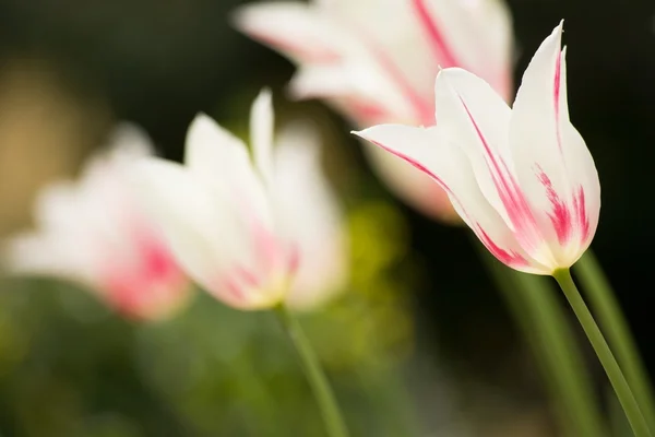 美丽的春天郁金香 — 图库照片