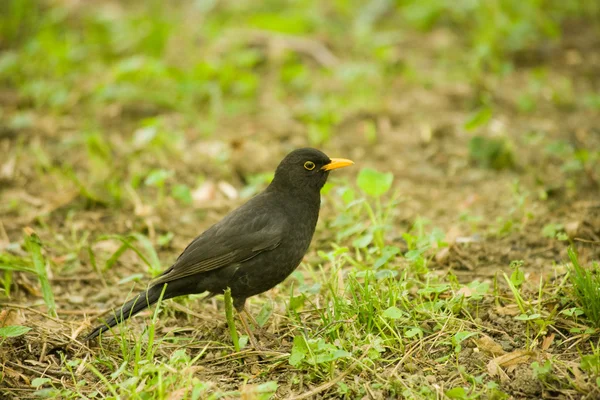 Ein Vogel — Stockfoto