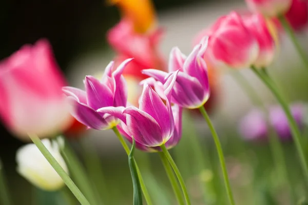 Beautiful tulips flowers — Stock Photo, Image