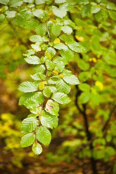 Autumn Leaves — Stock Photo, Image