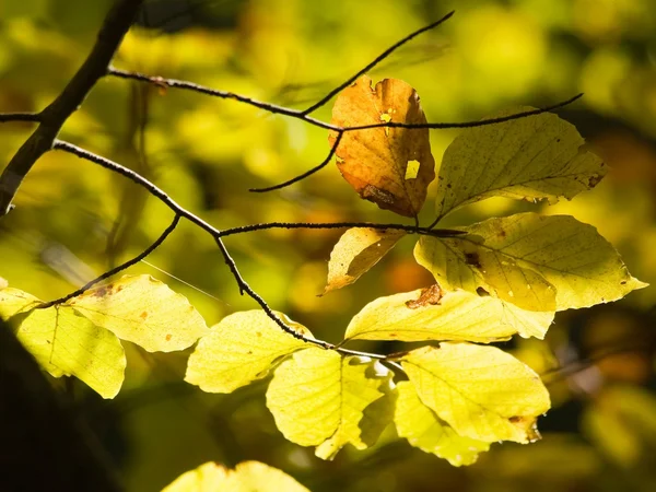 Warme Farben des Herbstes — Stockfoto