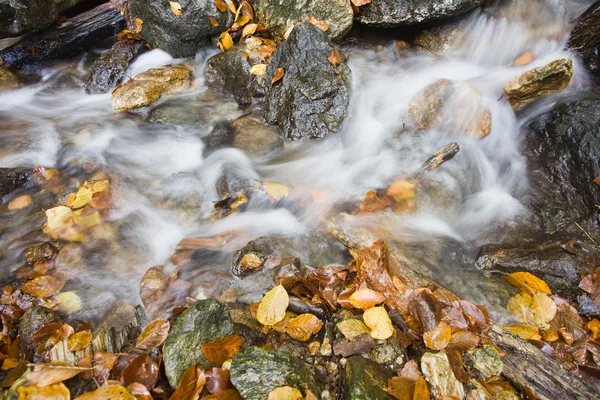 Herfst creek in woud berg — Stockfoto