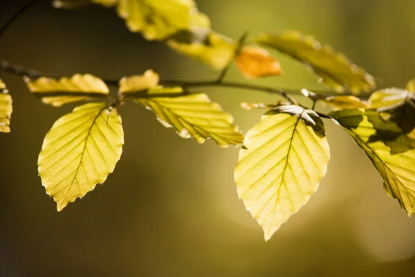 Warm colors of Autumn — Stock Photo, Image