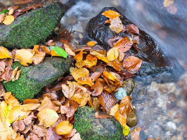 Creek en octubre —  Fotos de Stock