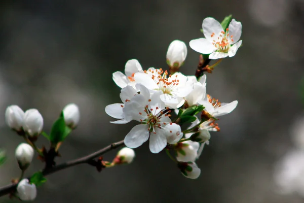 Spring Blossoms — Stock Photo, Image