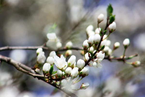 Våren blommar — Stockfoto