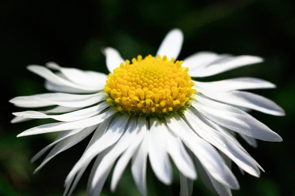 Flor — Foto de Stock