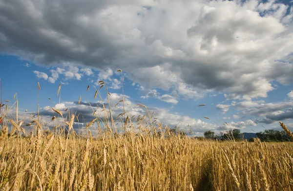 Campo de trigo y hermoso cielo —  Fotos de Stock