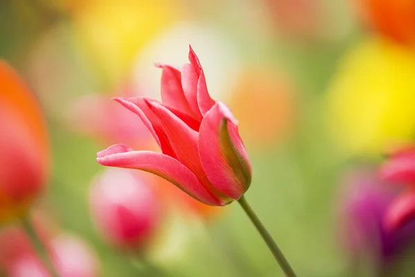 Tulpen achtergrond — Stockfoto