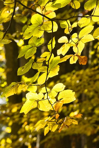 Cores quentes de Outono — Fotografia de Stock