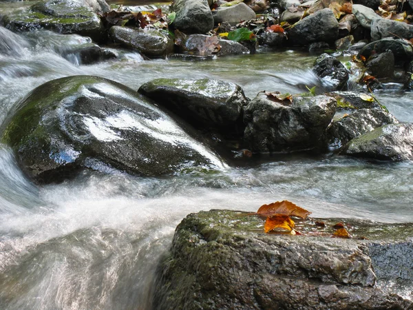 Bergbeek — Stockfoto