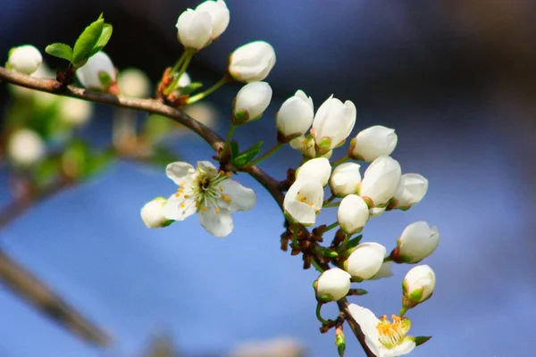 Blossom in April — Stock Photo, Image