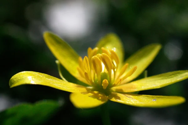Fleur jaune d'été — Photo