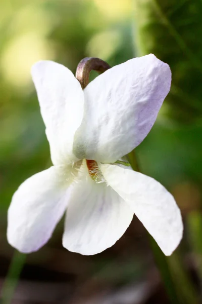 Beyaz Menekşe çiçek, viyola alba — Stok fotoğraf
