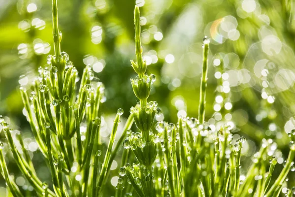 Gotas de rocío matutino en la hierba verde — Foto de Stock