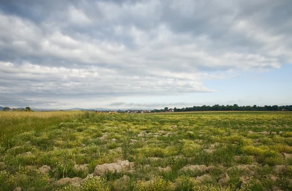 Grüne Wiese nach Sonnenaufgang — Stockfoto