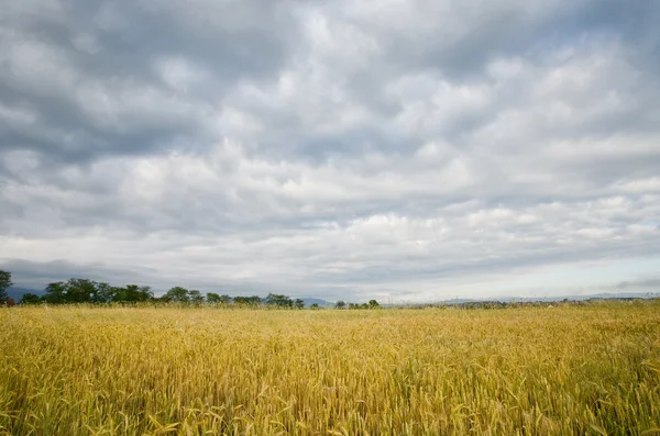 Field of wheat — Stock Photo, Image