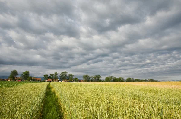 Weizenfeld — Stockfoto