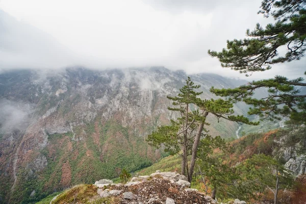 从顶部的被森林环绕的山峡谷的美丽的景色 — 图库照片