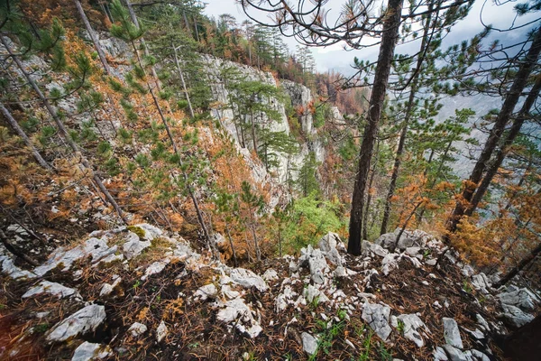 Bosque en la cima de la montaña — Foto de Stock