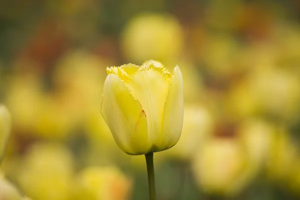 Tulpe im Garten — Stockfoto