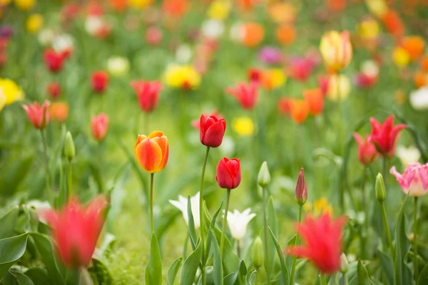 Flores, tulipanes —  Fotos de Stock