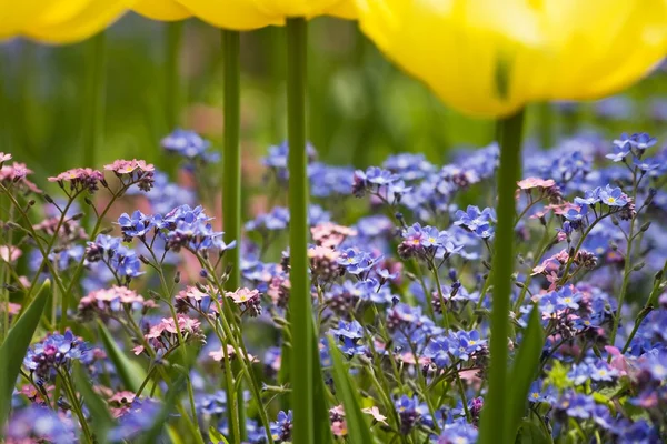 Flores azules de verano —  Fotos de Stock