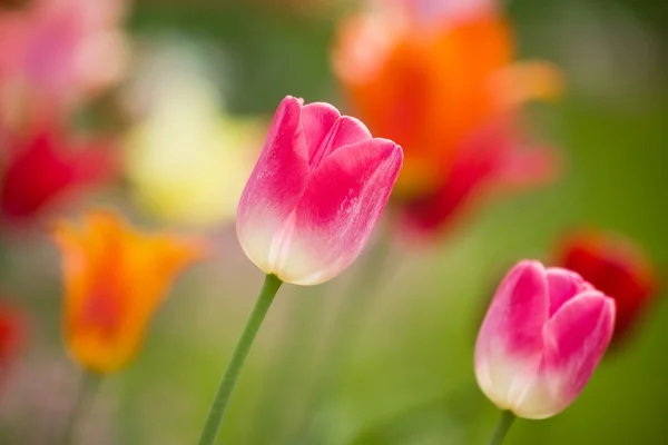 Bloemen tulpen — Stockfoto