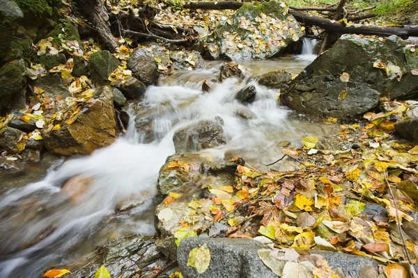 Feuilles et ruisseaux en automne — Photo