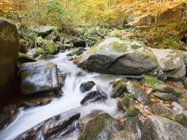 sonbahar ormandaki nehir dağ