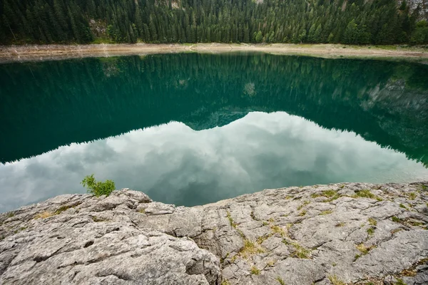 Forest lake — Stock Photo, Image