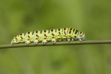 Swallowtail tırtıl