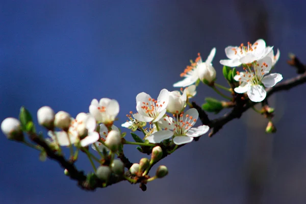 Arbre fruitier en fleur — Photo