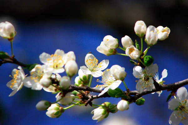 Fruktträd i blom — Stockfoto