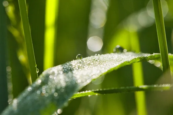 Morning dew drops on the green grass — Stock Photo, Image