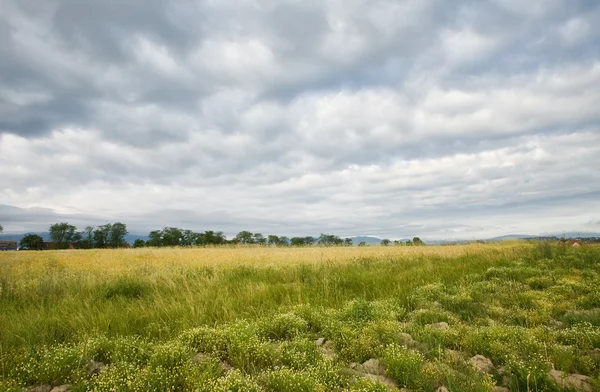 Campo de trigo con cielo azul —  Fotos de Stock