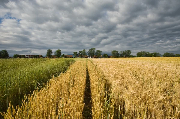 Wheat field with blue sky — Stock Photo, Image