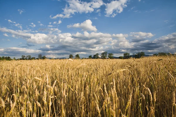 Wheat field — Stock Photo, Image