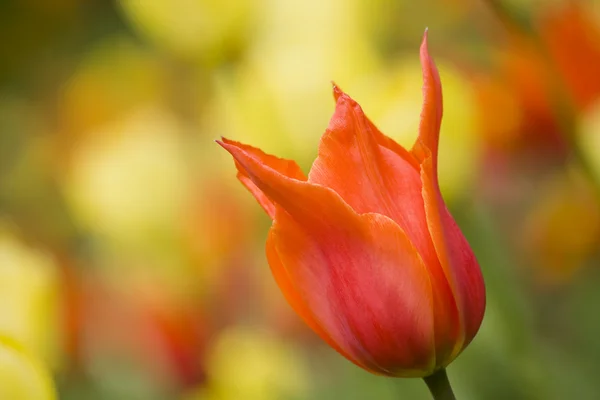 Bunte Tulpen — Stockfoto