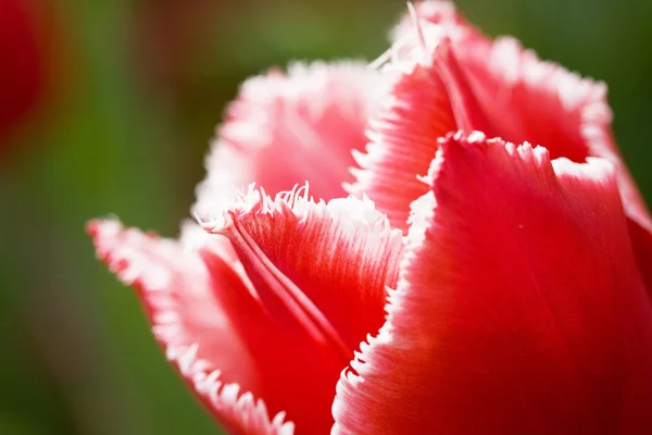 Colorful tulips — Stock Photo, Image