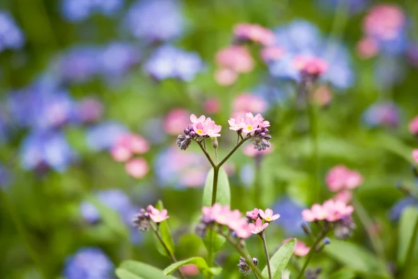 Colorful flowers in spring — Stock Photo, Image