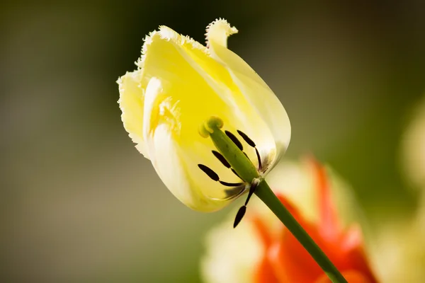 Beautiful tulips flowers — Stock Photo, Image