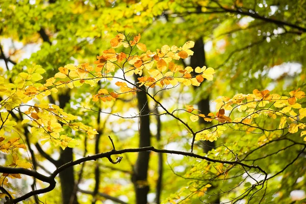 Bellissimo autunno — Foto Stock