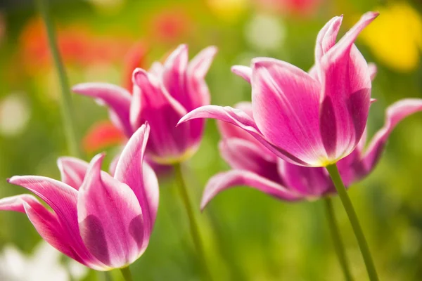 Güzel Lale çiçek — Stok fotoğraf