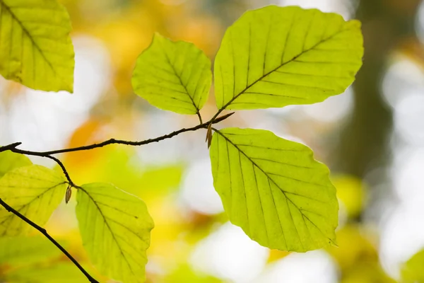 Beautiful autumn — Stock Photo, Image