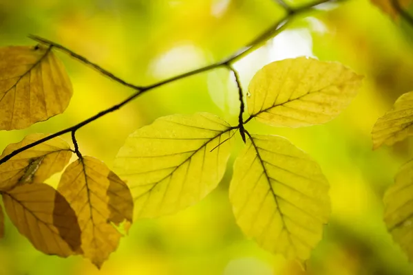 Beautiful autumn — Stock Photo, Image