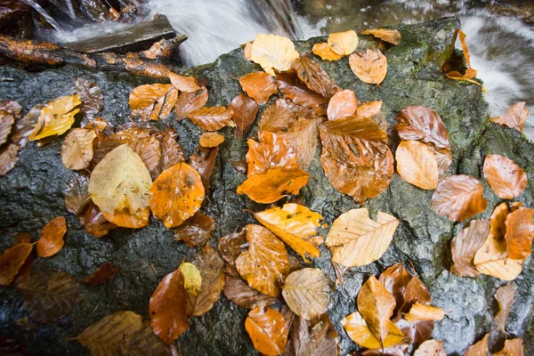 Jesienią do strumienia — Zdjęcie stockowe